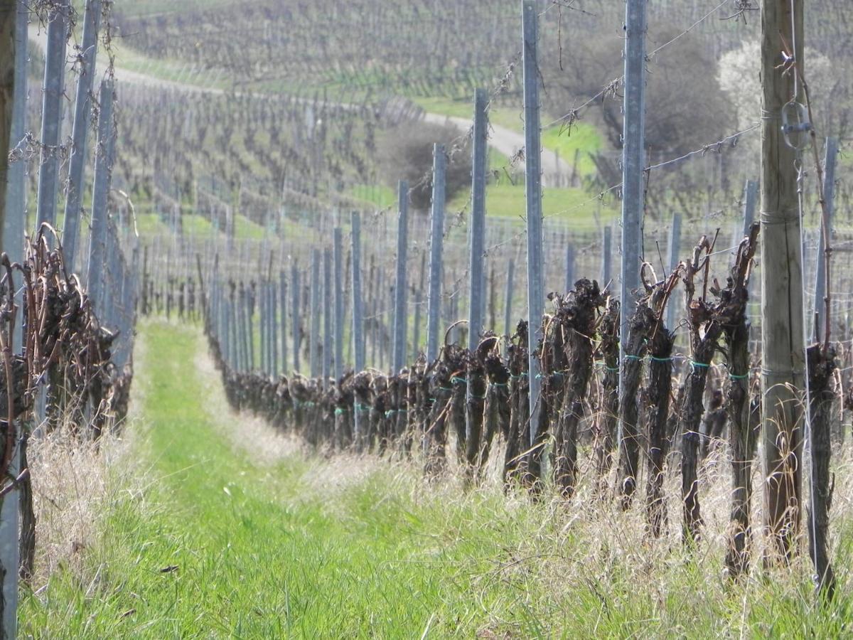 Nid De Cigognes Leilighet Rosheim Eksteriør bilde